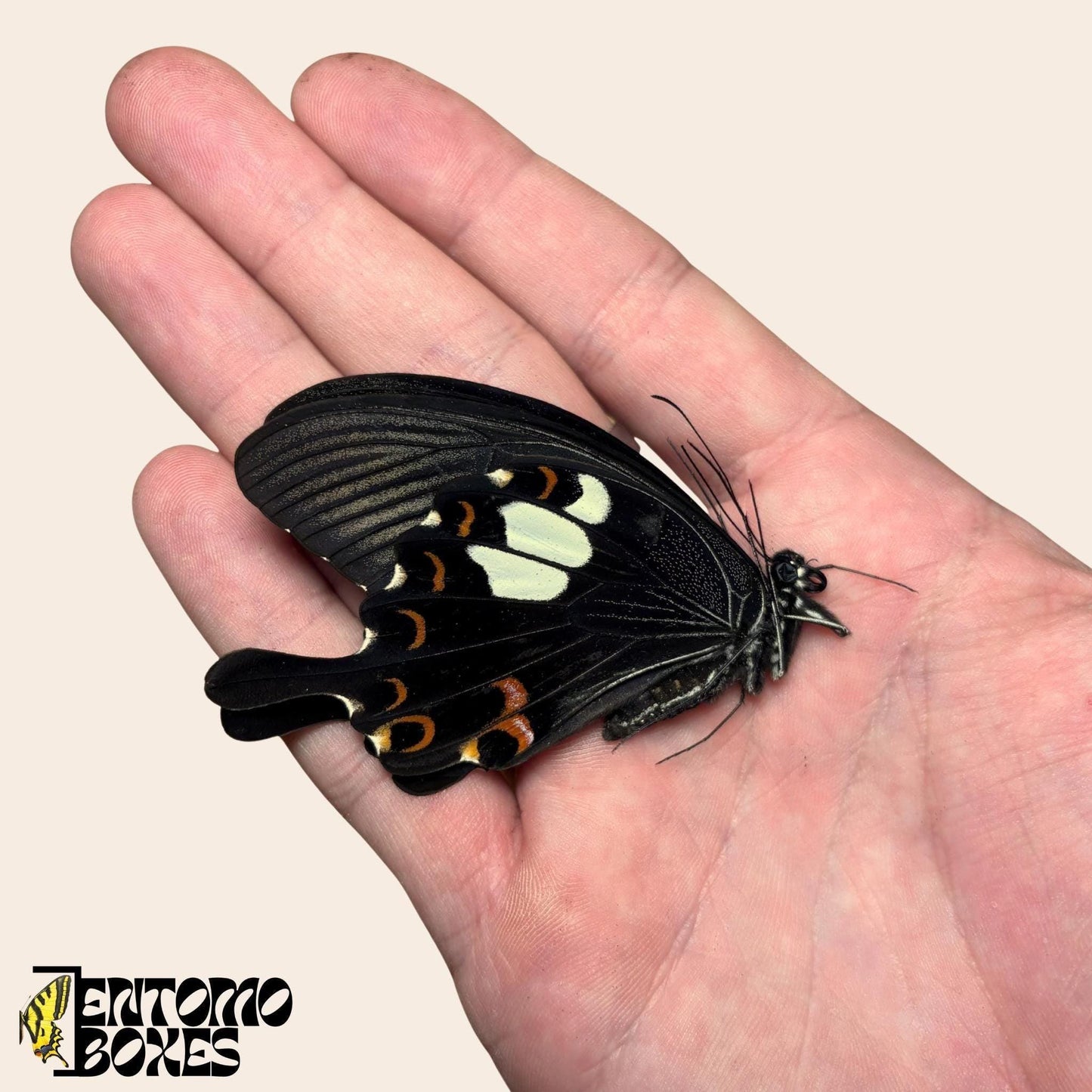 Papilio helenus papillon ailes fermées sur hand
