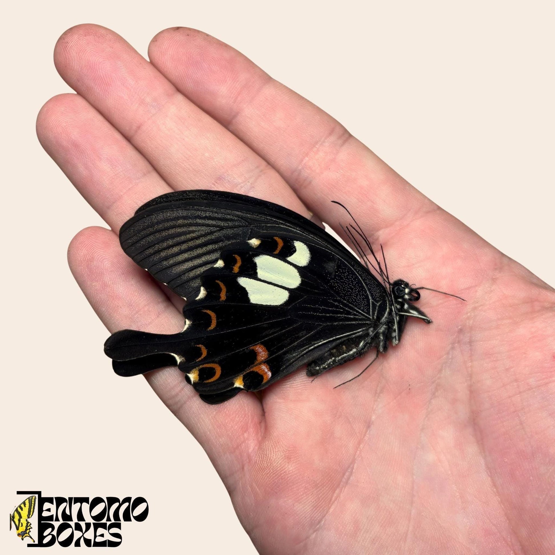 Papilio helenus papillon ailes fermées sur hand