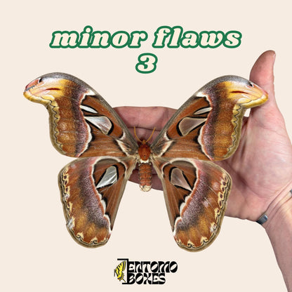 attacus atlas pinned male moth (etsy image id: 7990043586)