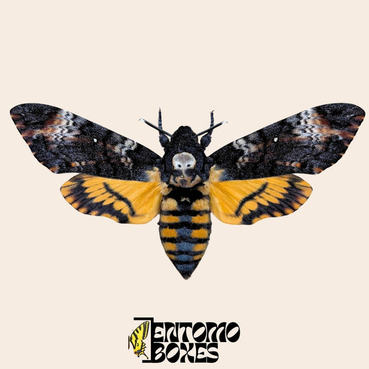 acherontia atropos pinned female moth (etsy image id: 7996746929)