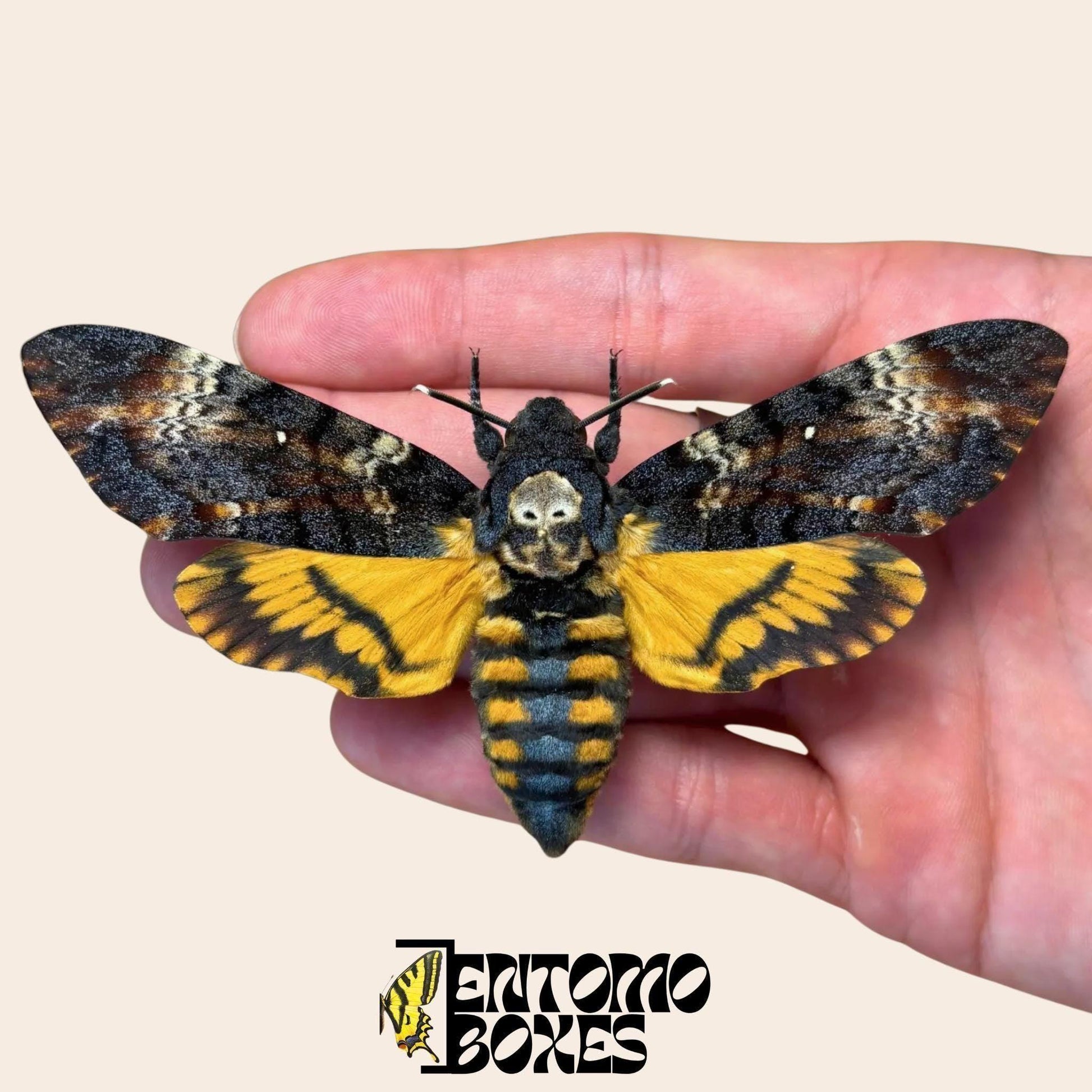 acherontia atropos étalé femelle lépidoptère