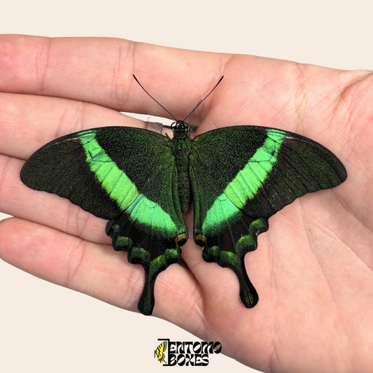 papilio palinurus non étalé en papillote spécimen