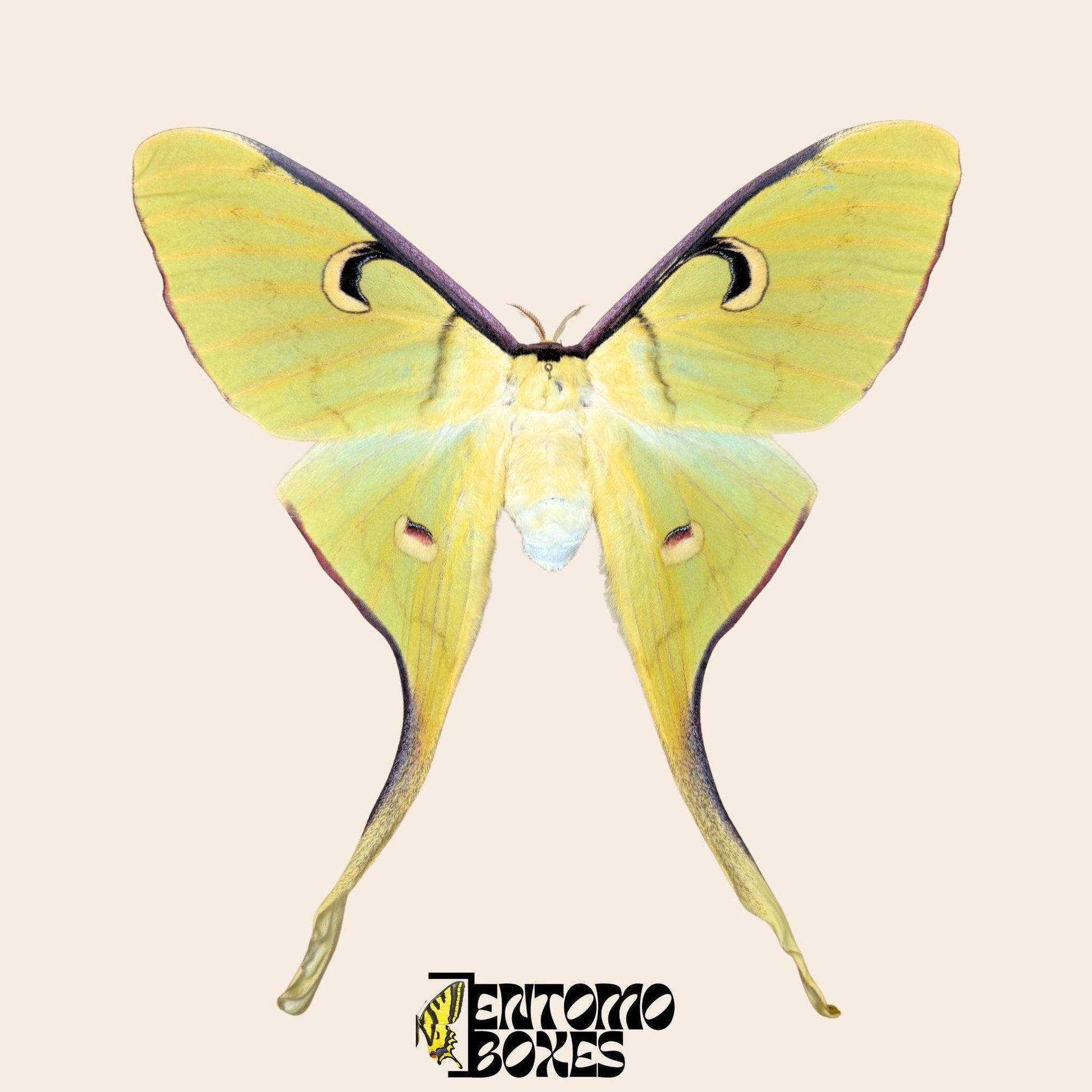 actias meanas female pinned __etsy:7996747433