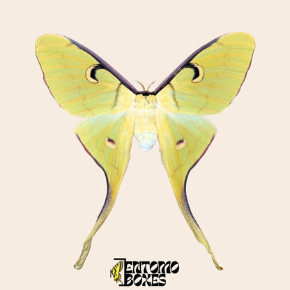 actias meanas female pinned __etsy:7996747433