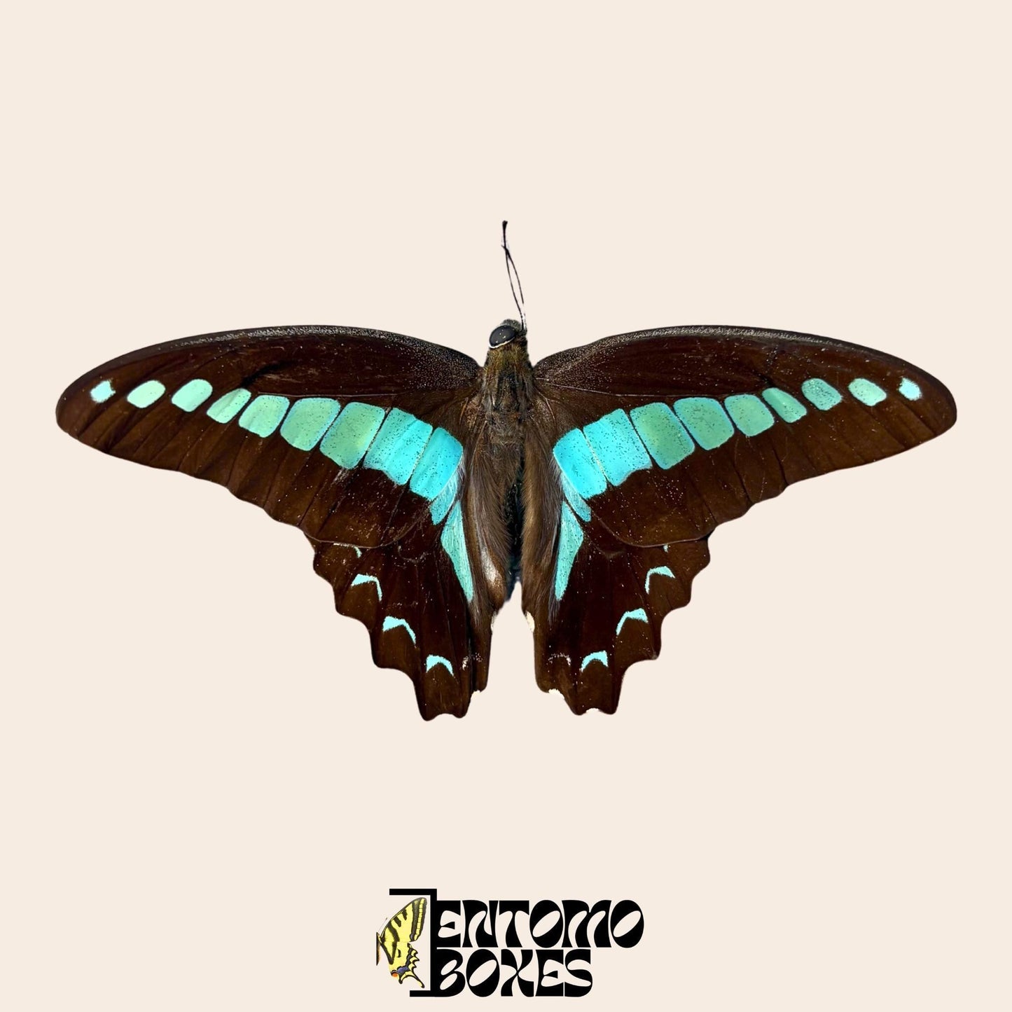 graphium saperdon spécimen ailes ouvertes