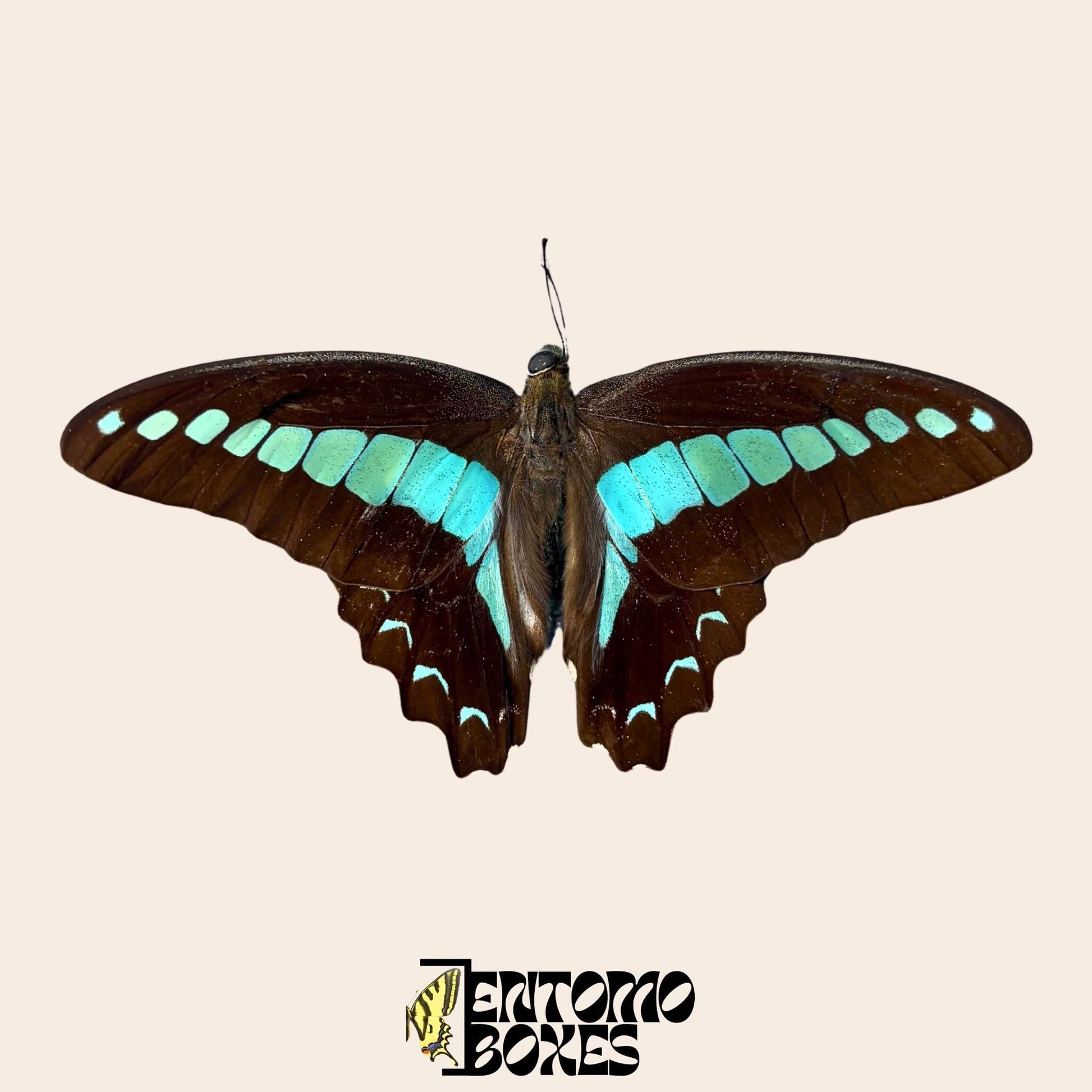 graphium saperdon spécimen ailes ouvertes