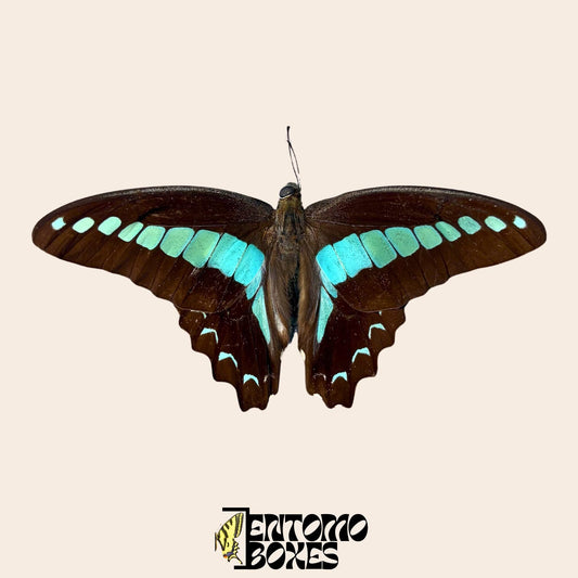 graphium saperdon specimen with opened wings (etsy image id: 7997015950)