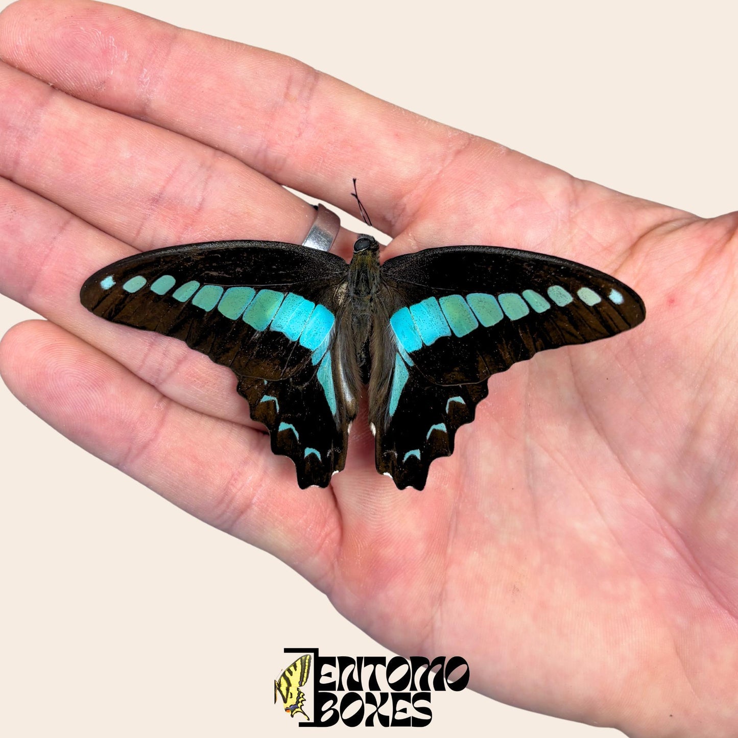 graphium saperdon spécimen ailes ouvertes