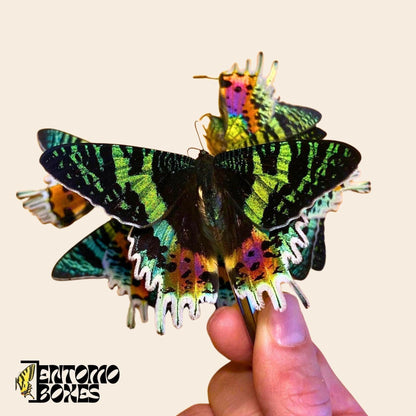 urania ripheus moth (etsy image id: 7997016284)