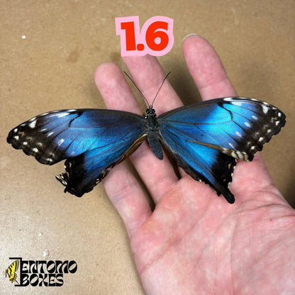 véritable bleu Morpho papillon: spécimen sec défectueux B-qualité pour réparation taxidermique