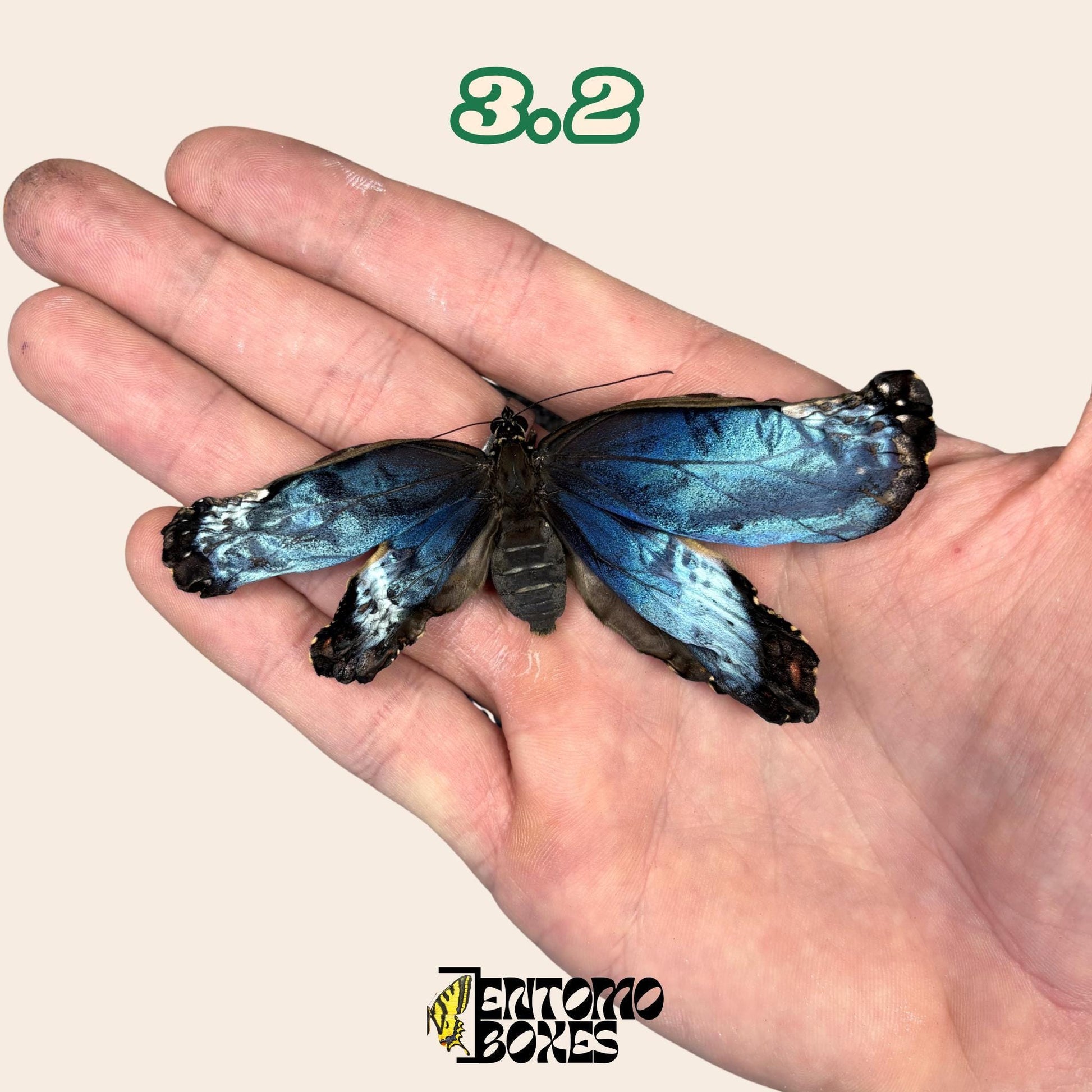 véritable bleu Morpho papillon: spécimen sec défectueux B-qualité pour réparation taxidermique