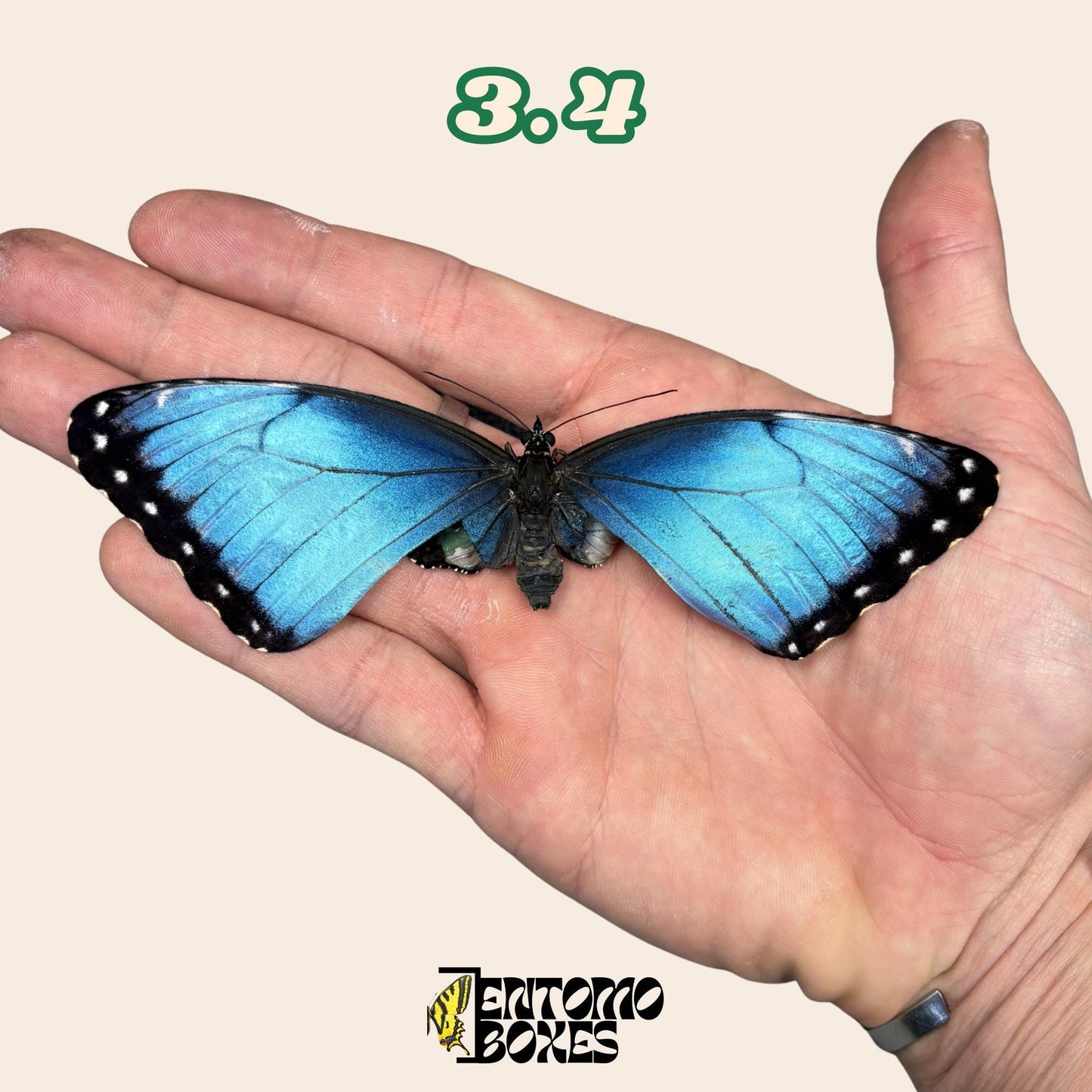 véritable bleu Morpho papillon: spécimen sec défectueux B-qualité pour réparation taxidermique