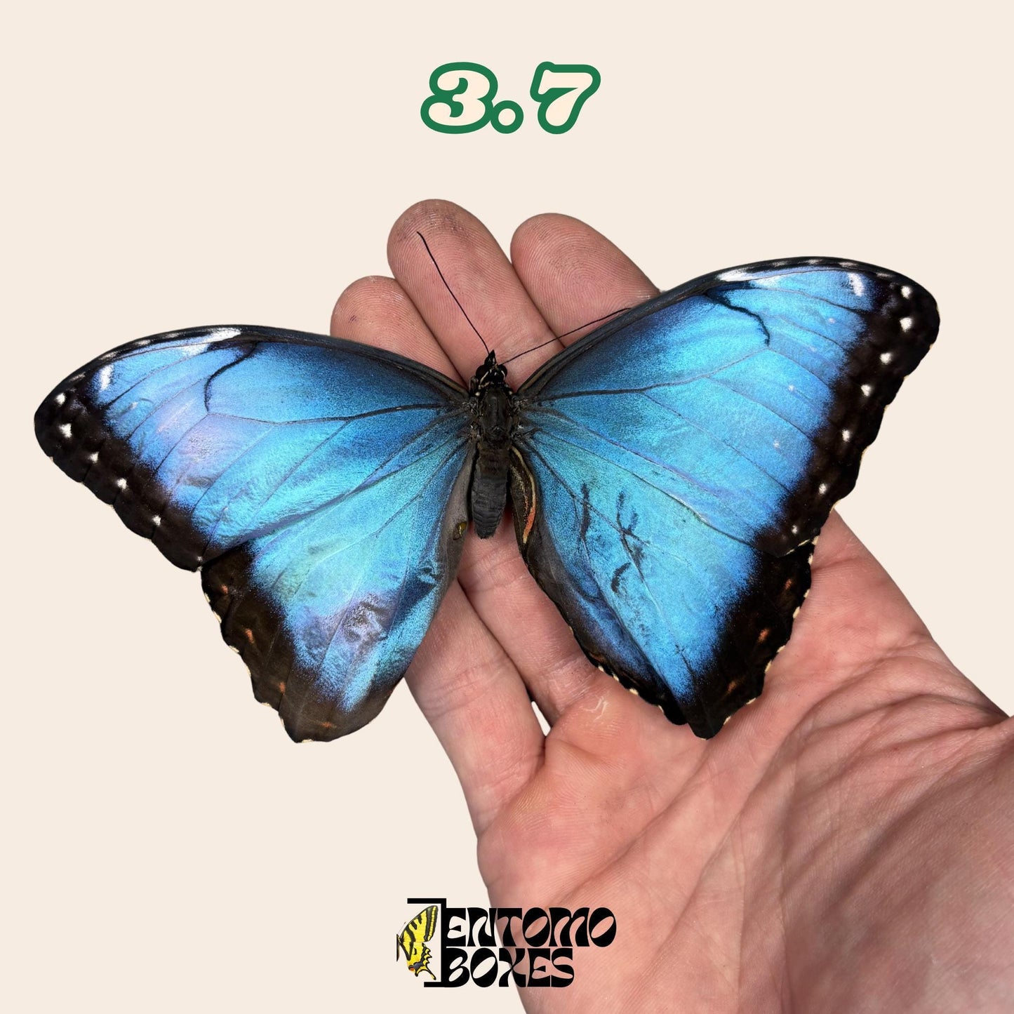 véritable bleu Morpho papillon: spécimen sec défectueux B-qualité pour réparation taxidermique