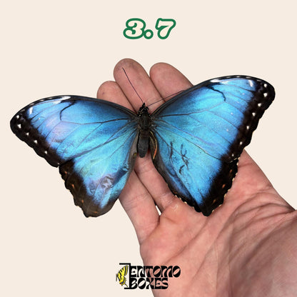 véritable bleu Morpho papillon: spécimen sec défectueux B-qualité pour réparation taxidermique