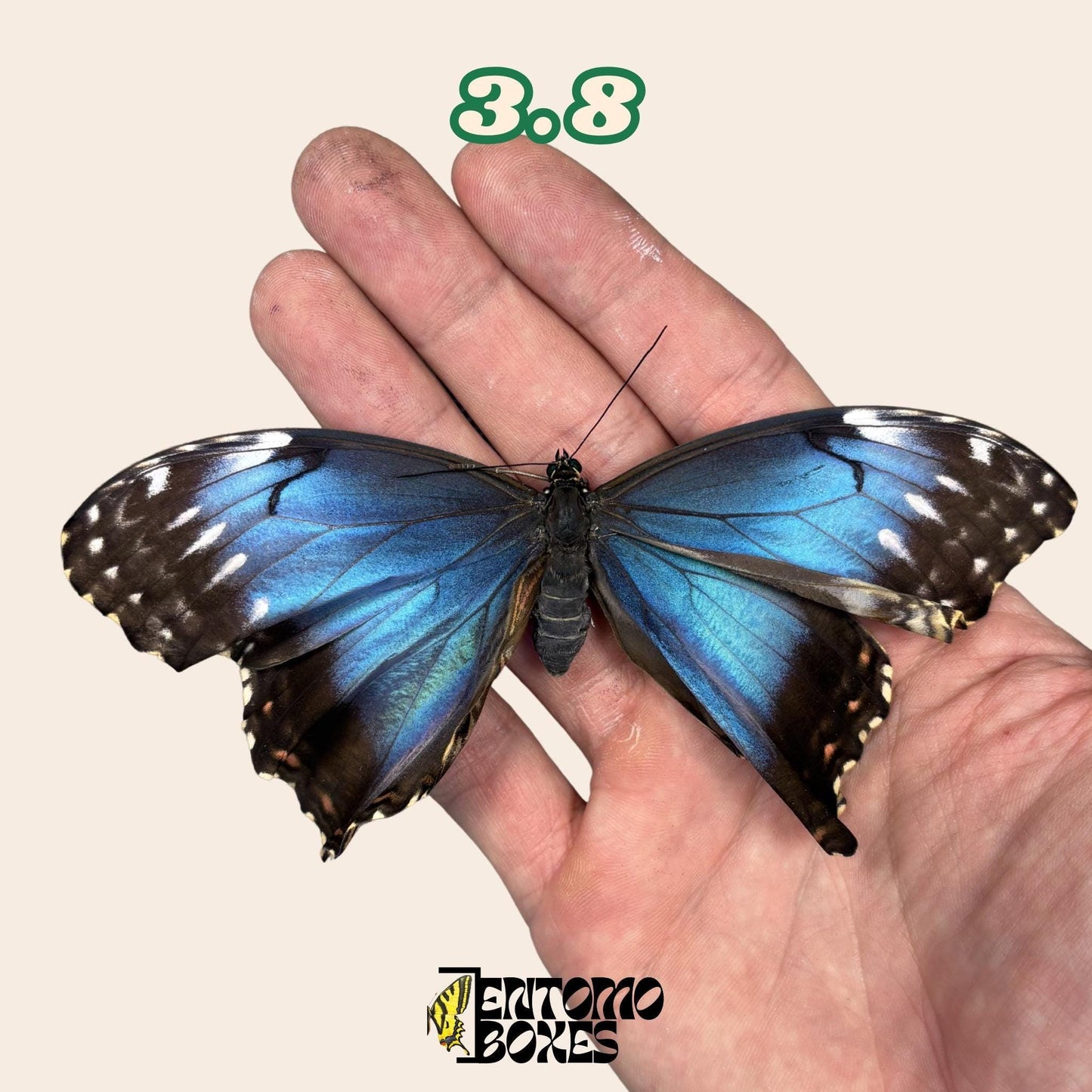 véritable bleu Morpho papillon: spécimen sec défectueux B-qualité pour réparation taxidermique