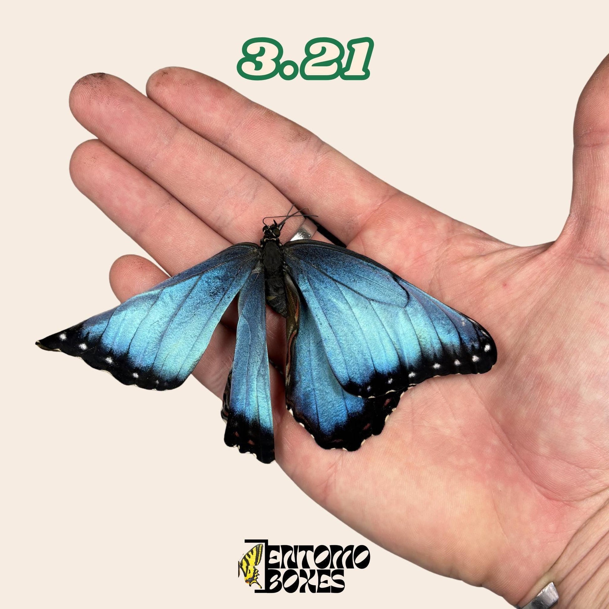véritable bleu Morpho papillon: spécimen sec défectueux B-qualité pour réparation taxidermique