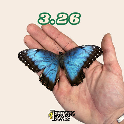 bleu Morpho papillon No.3.26 tenu en main montrant la grande envergure, provenant durablement d'EntomoBoxes