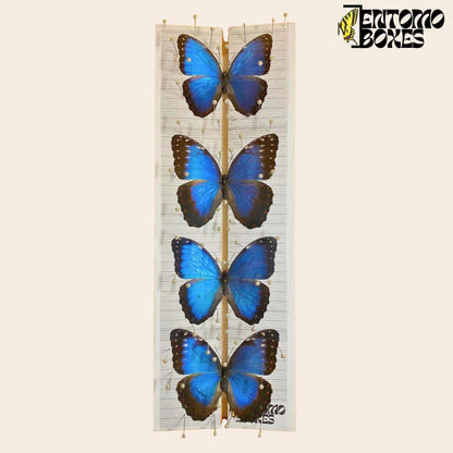 étaloir à papillons réglable d'EntomoBoxes avec bleu morpho papillons sur it