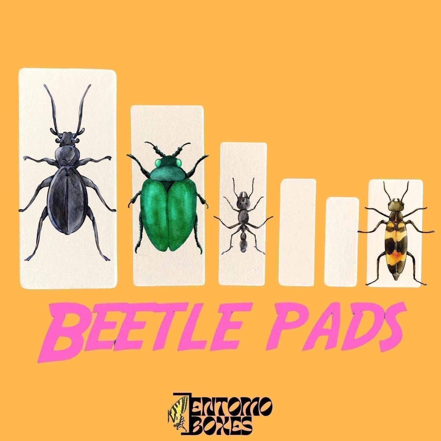 cartes d'étalage entomologique