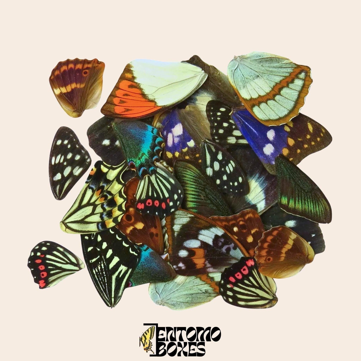 mix de véritable papillon ailes