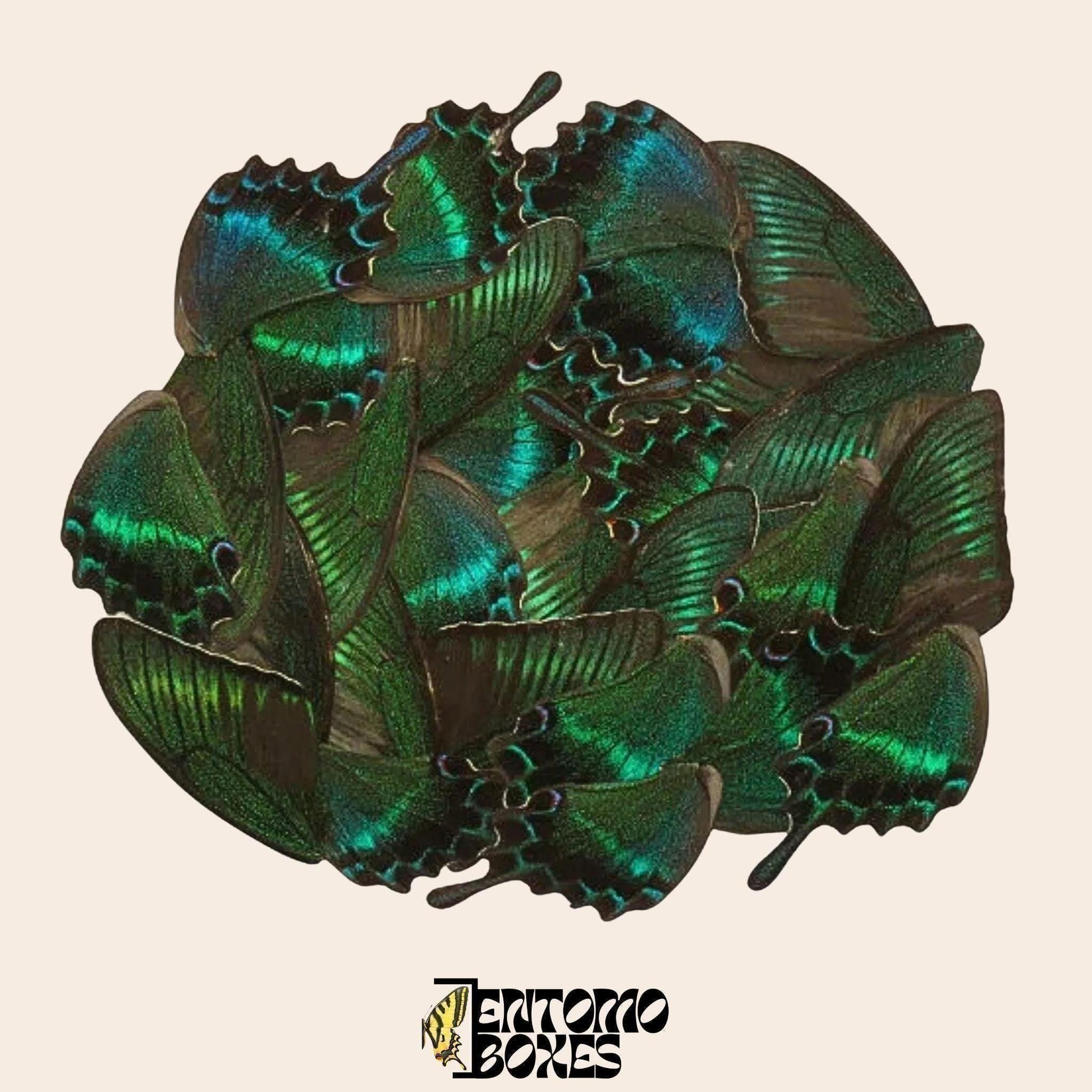 papilio maackii véritable ailes