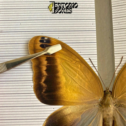 pince entomologique à bouts plats pour pinning papillons