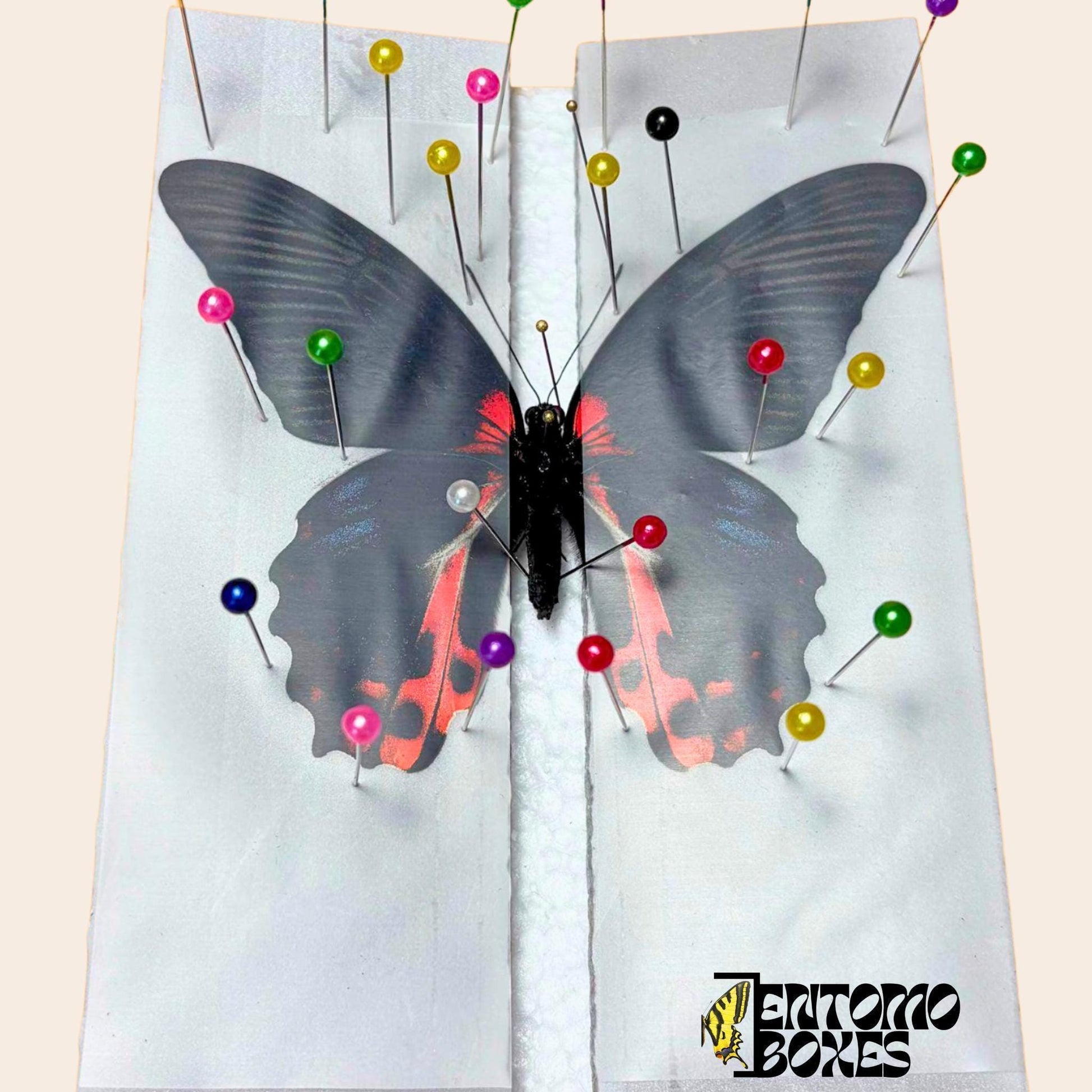 entomology pinning foil strips (etsy image id: 8008481766)