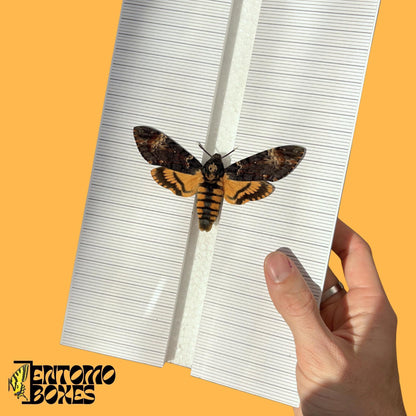 hawkmoth étaloir avec grid sticker