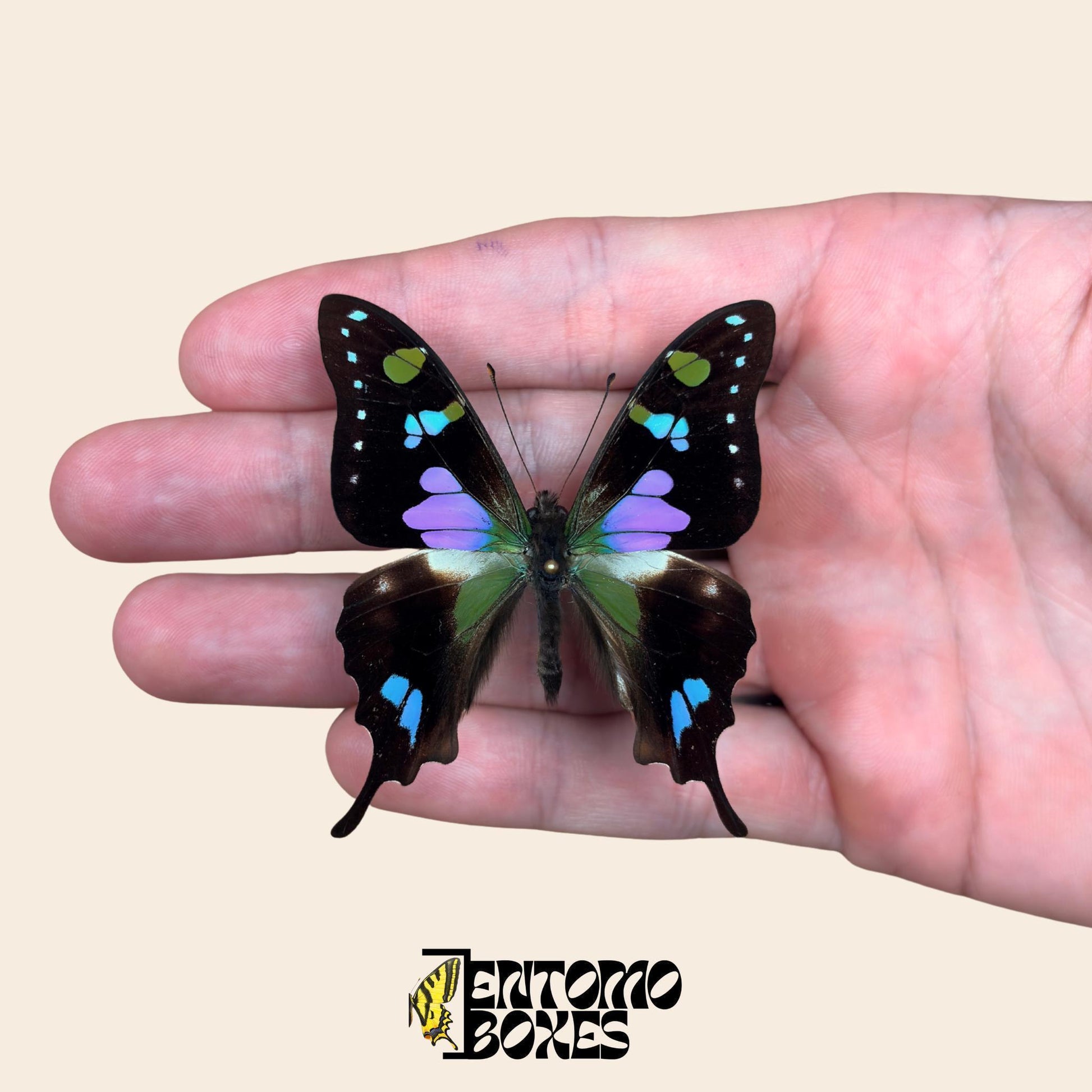 graphium weiskei pinned butterfly (etsy image id: 8011102380)