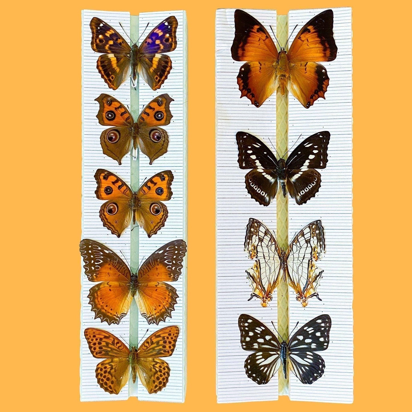 tropical papillons sur EntomoBoxes étaloirs