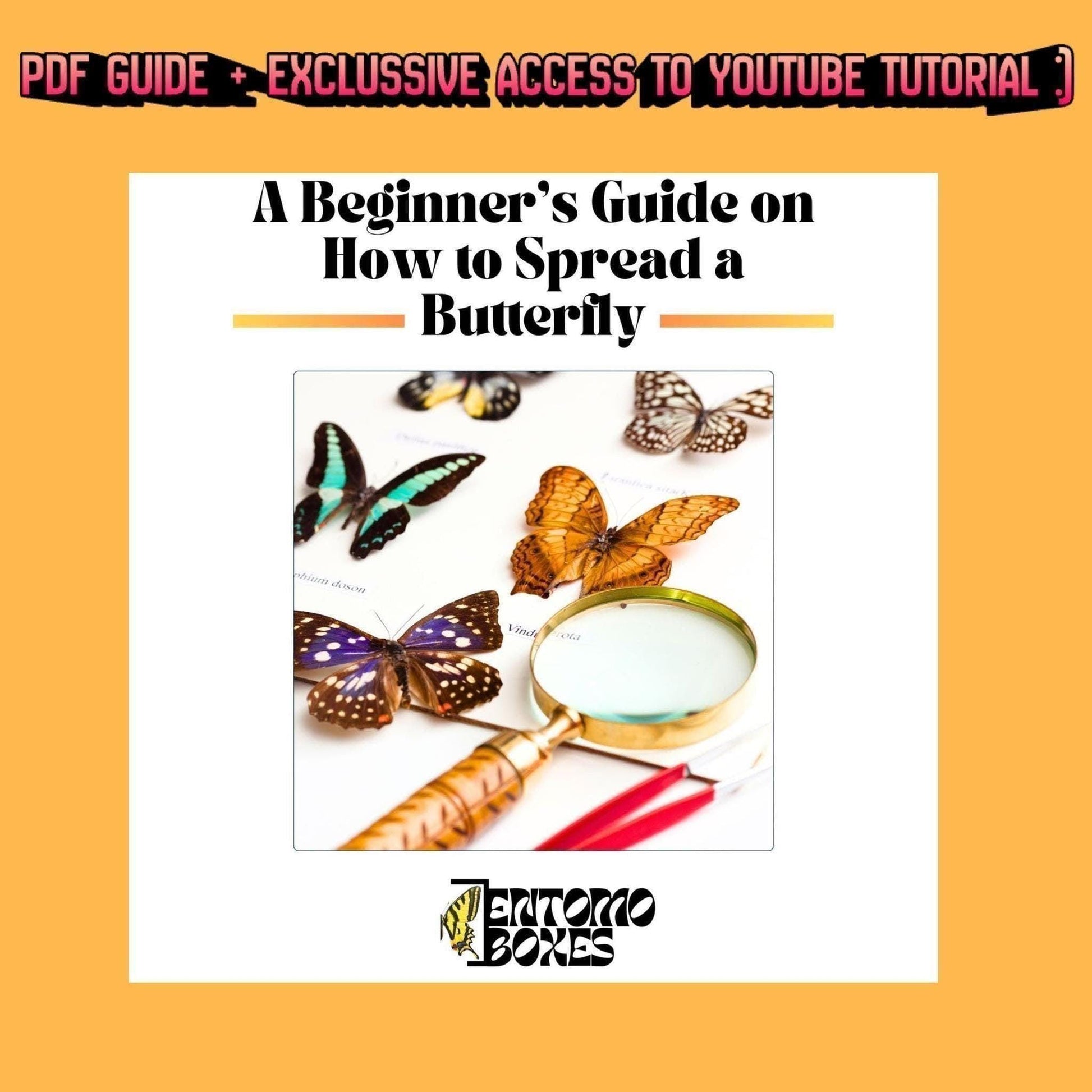 guide d'étalage entomologique