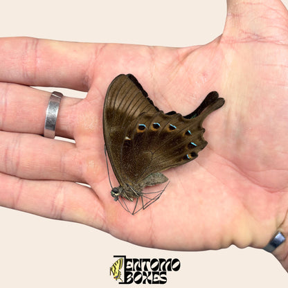 papilio lorquinianus en papillote sec papillon ailes fermées