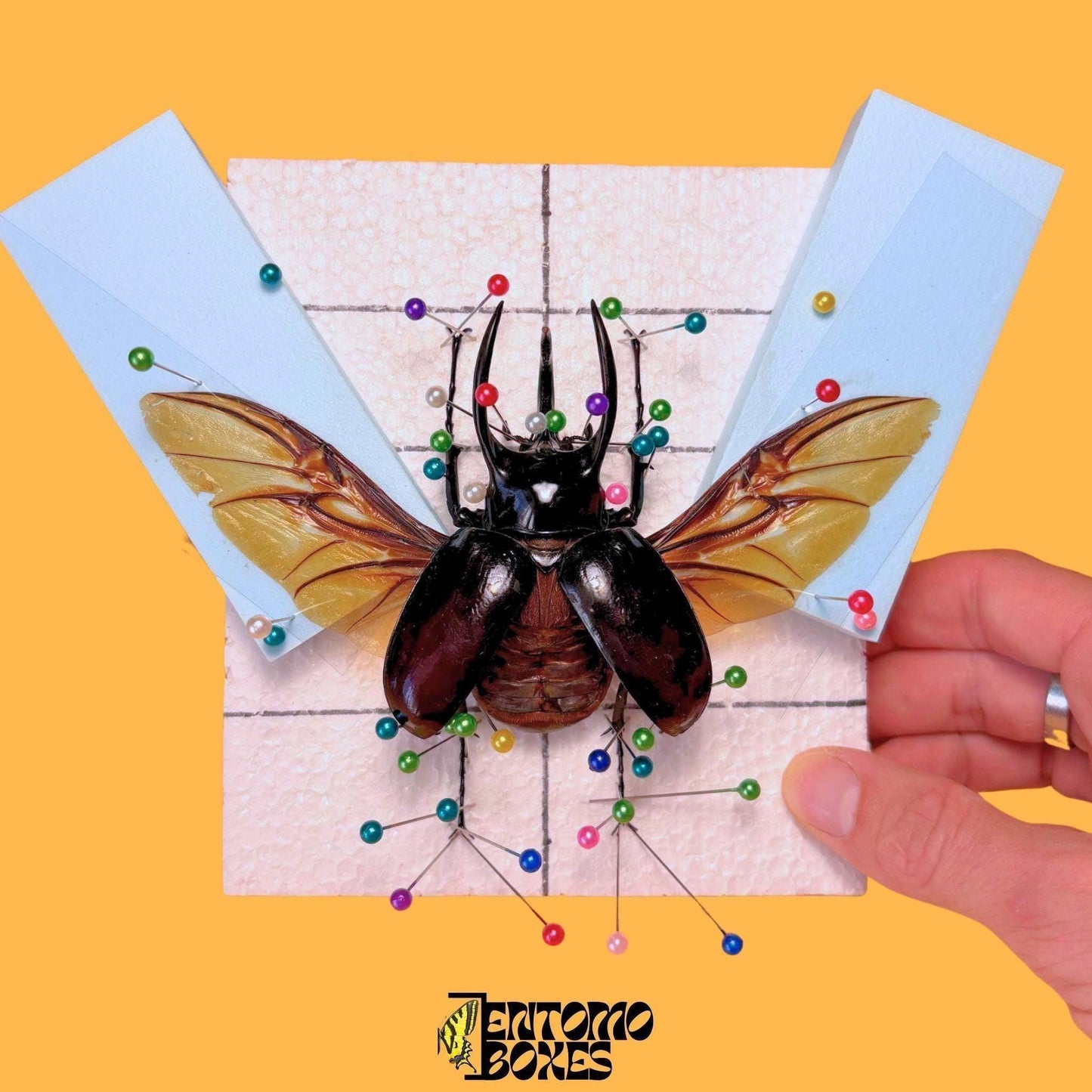 beetle pinning guide (etsy image id: 8016429571)