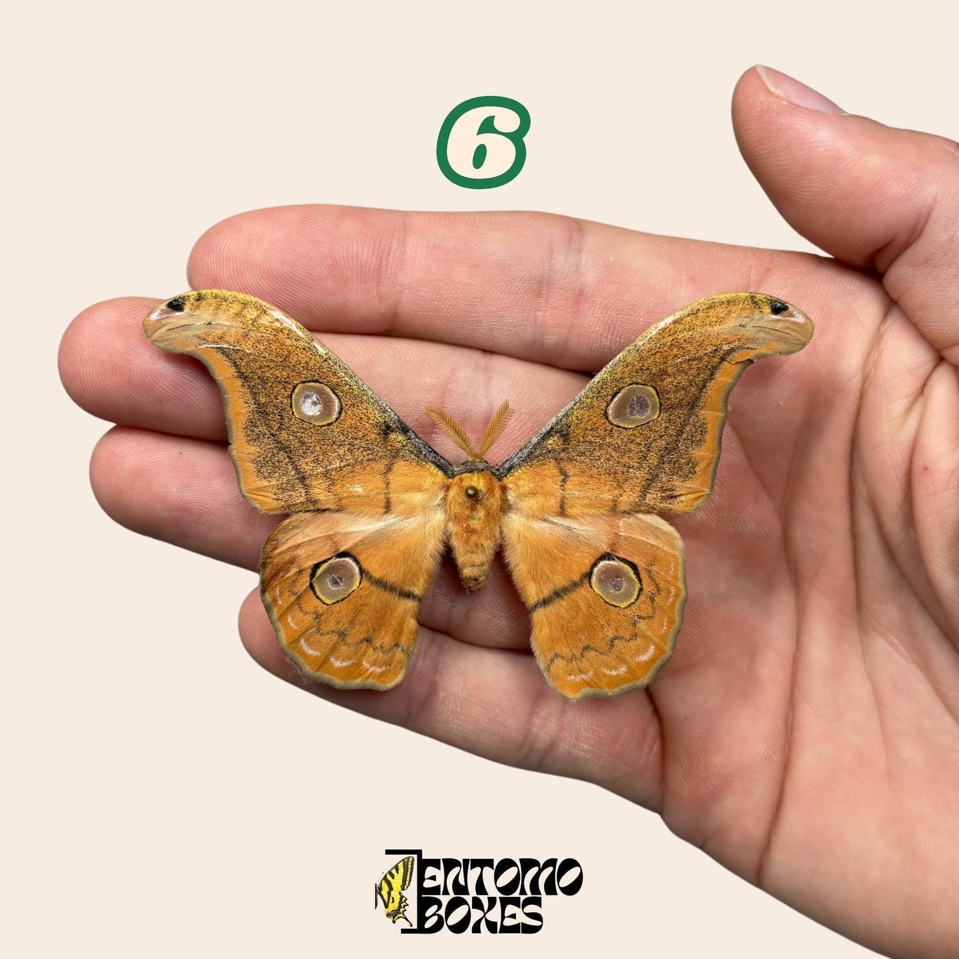 Defected budget lépidoptère et papillon spécimens pour art, collection, taxidermie et entomologie
