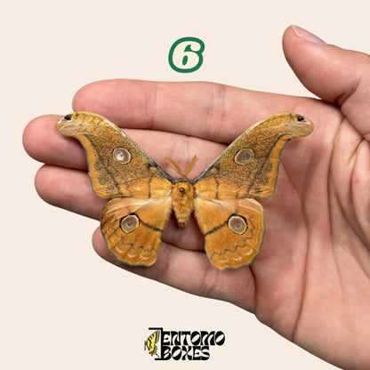 Defected budget lépidoptère et papillon spécimens pour art, collection, taxidermie et entomologie