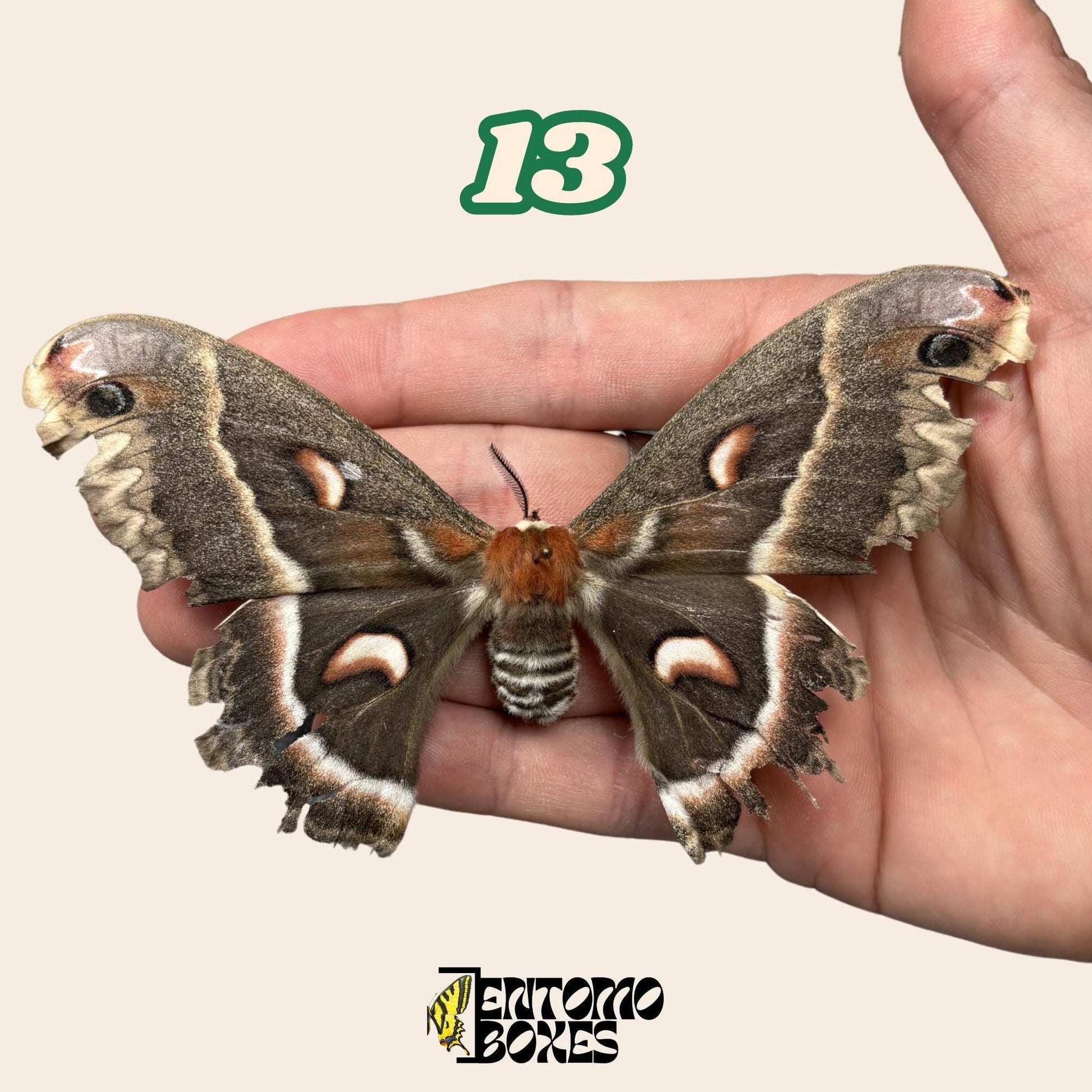 grande lépidoptère séricigène No.13 tenu en main, provenance durable Pick-Your-Own spécimen d'EntomoBoxes