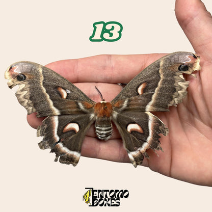 grande lépidoptère séricigène No.13 tenu en main, provenance durable Pick-Your-Own spécimen d'EntomoBoxes