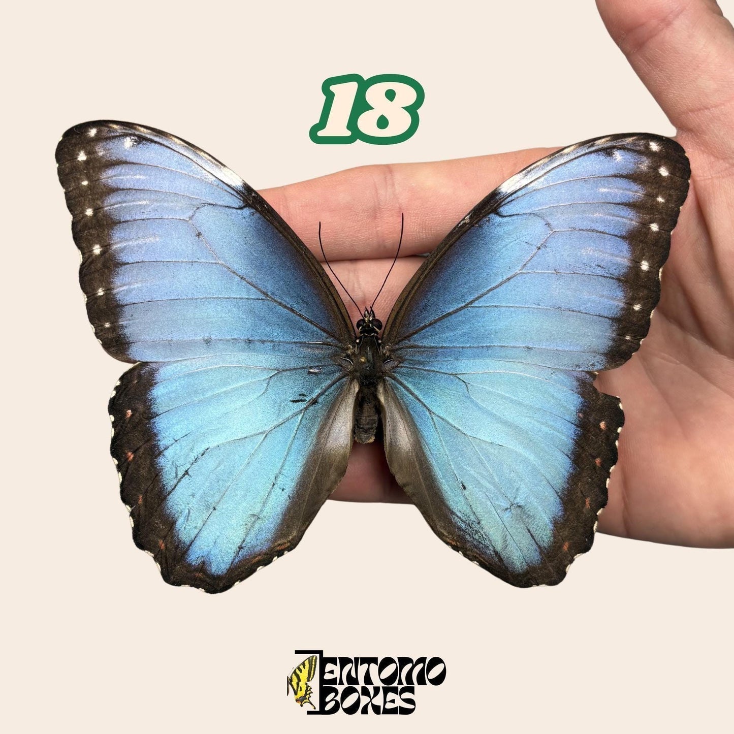 B-qualité bleu Morpho papillon No.18 tenu en main, pale bleu ailes, spécimen Pick-Your-Own de provenance durable