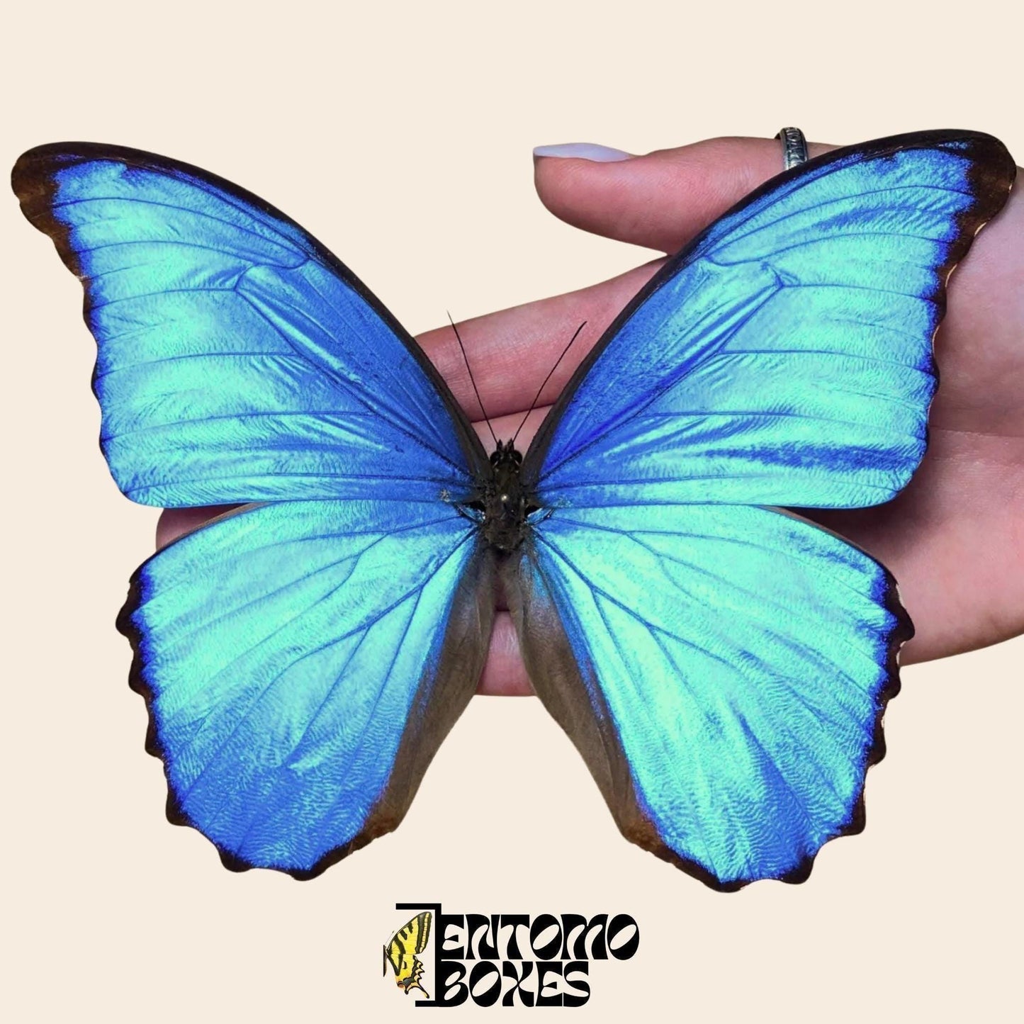 Morpho didius étalé mâle papillon