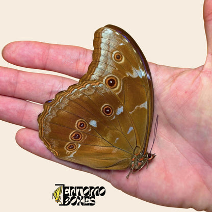morpho didius ailes fermées