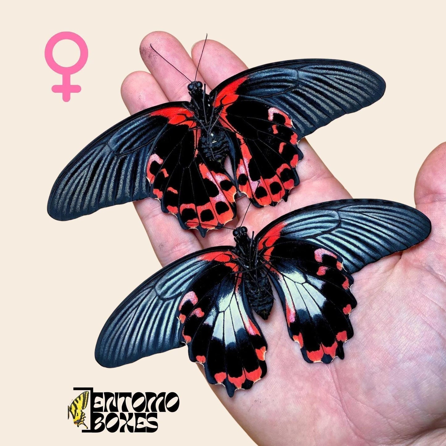 Scarlet Swallowtail / Red Mormon butterfly females (etsy image id: 8024304003)