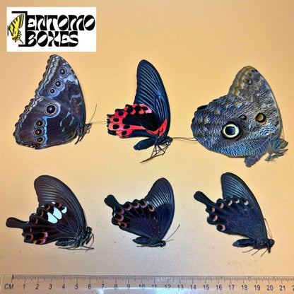 tropical papillons ailes repliées