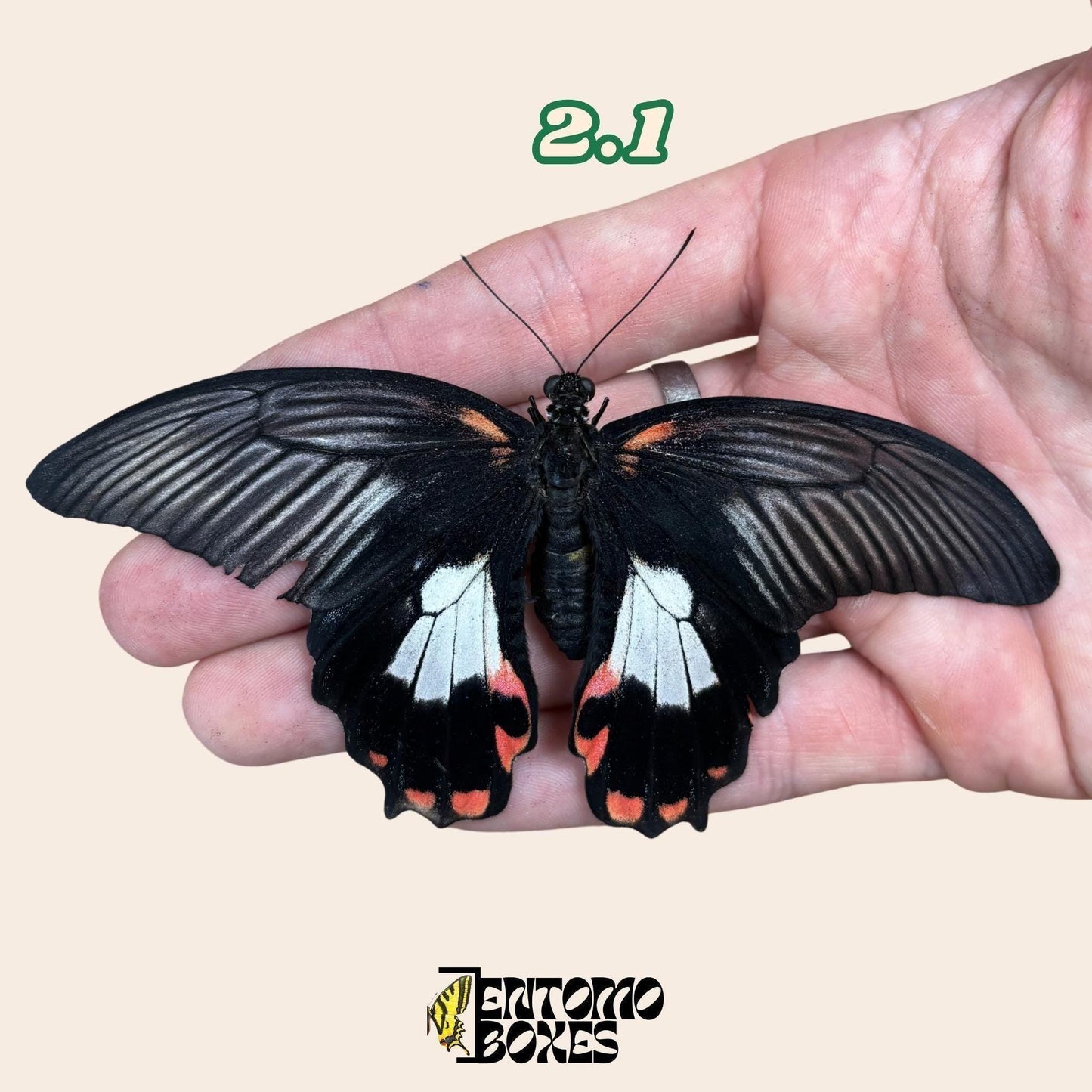 Real butterfly Papilio rumanzovia: unmounted A1 quality red specimen for collection and taxidermy (etsy image id: 8024304189)