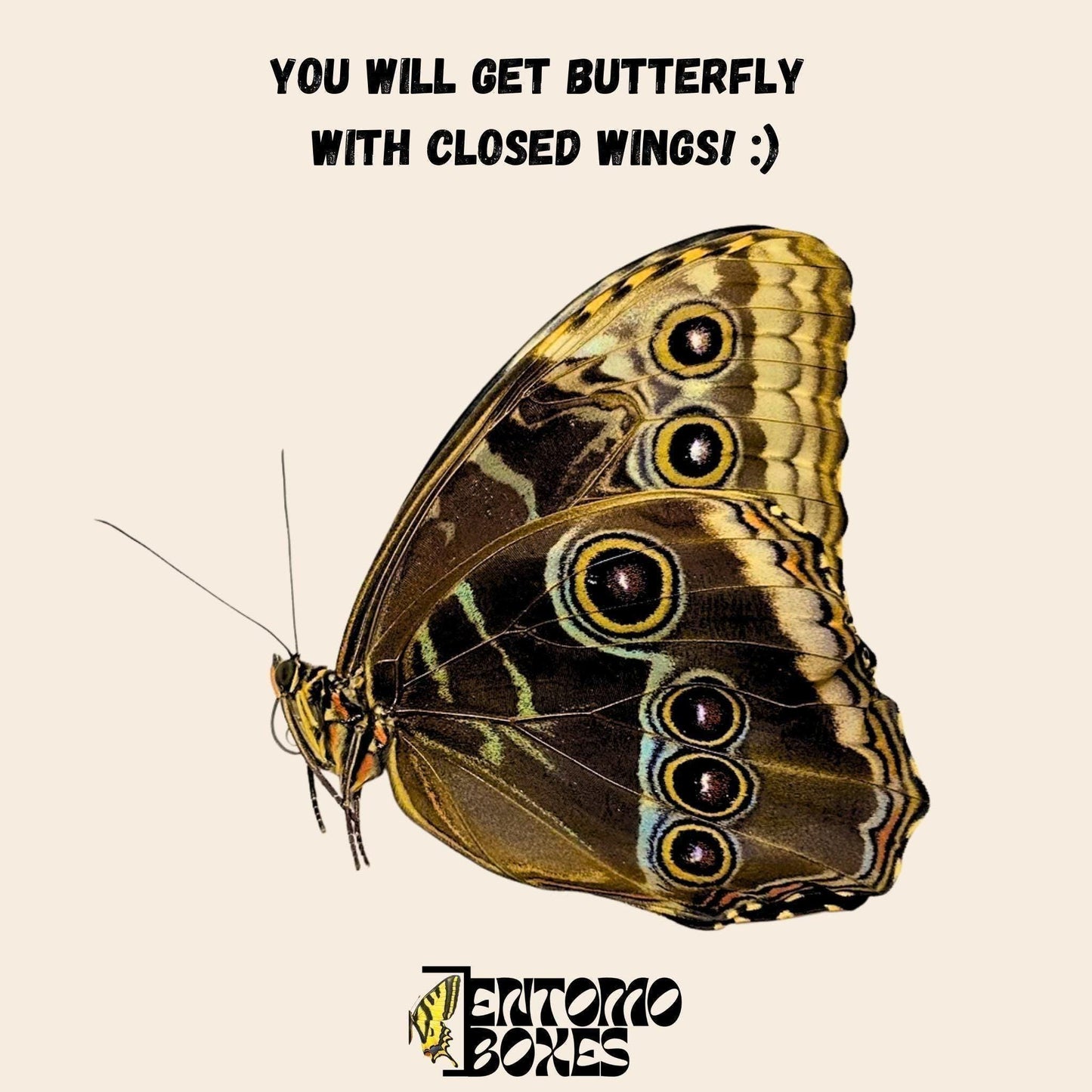 morpho helenor male papered specimen __etsy:8031802633