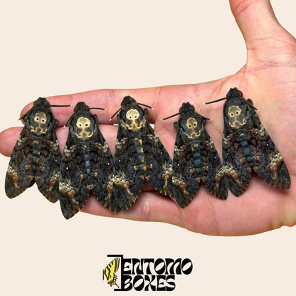 Acherontia atropos 5 spécimens sur hand