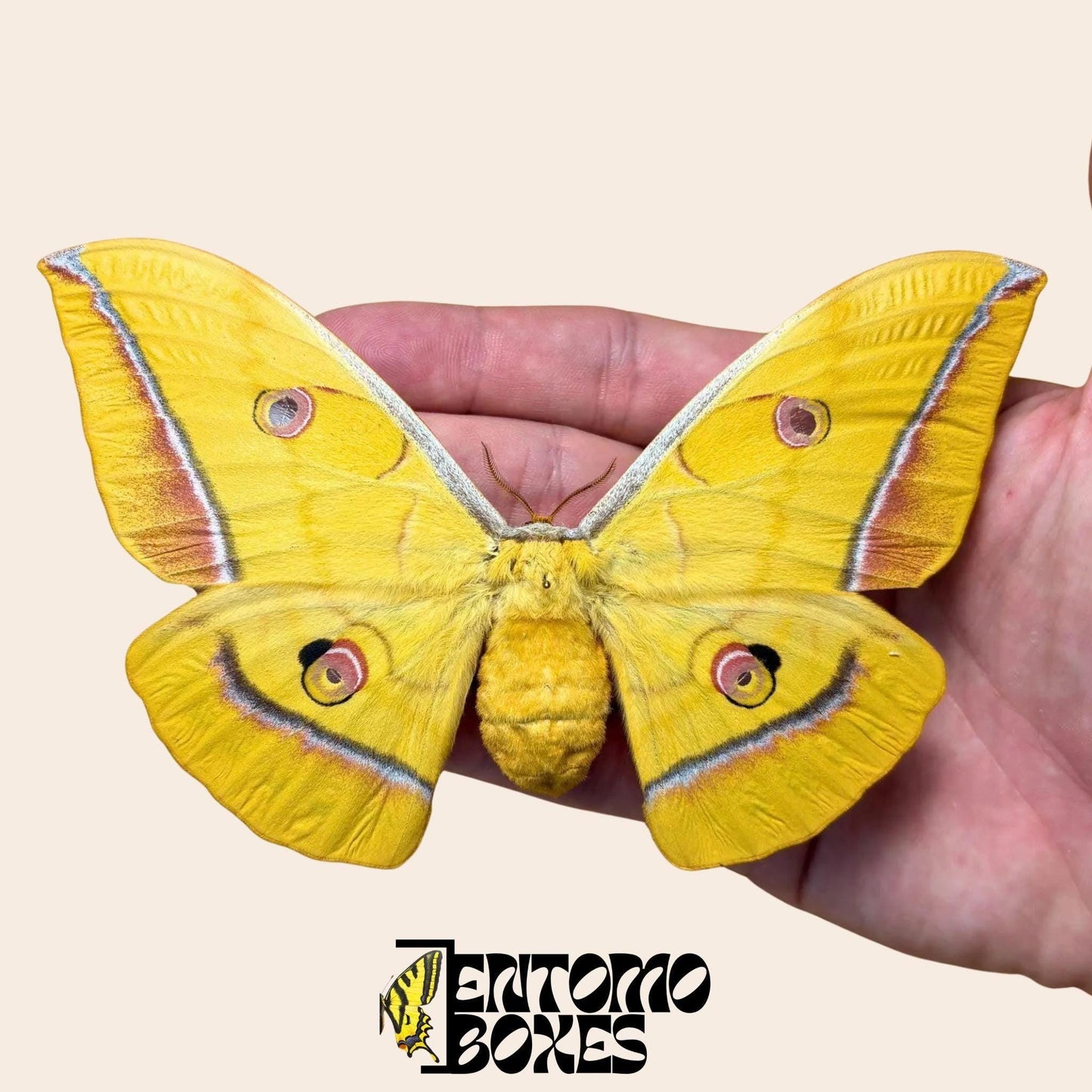 antheraea yamamai jaune femelle ailes ouvertes