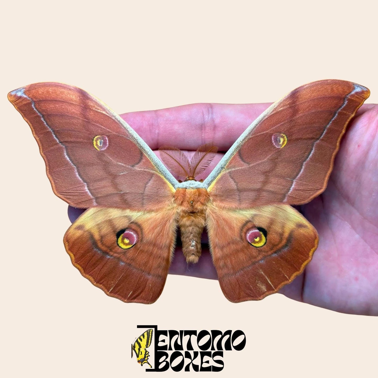 antheraea yamamai brun étalé mâle