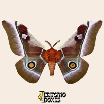 bunaea alcinoe pinned male moth (etsy image id: 8037976431)