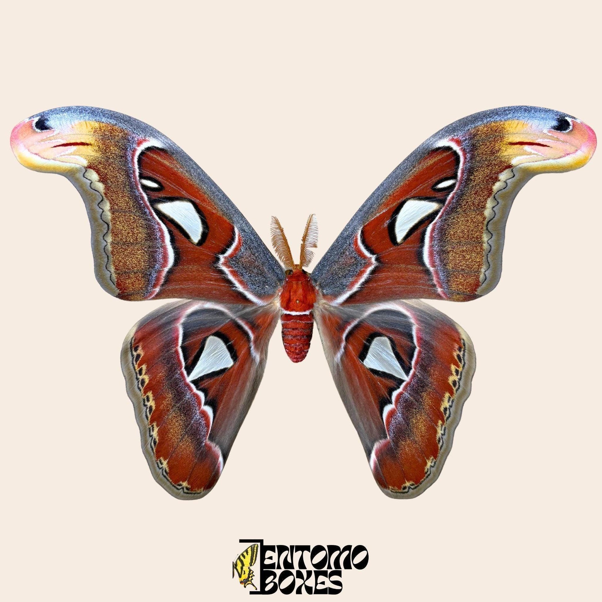 attacus atlas pinned male moth (etsy image id: 8037983659)