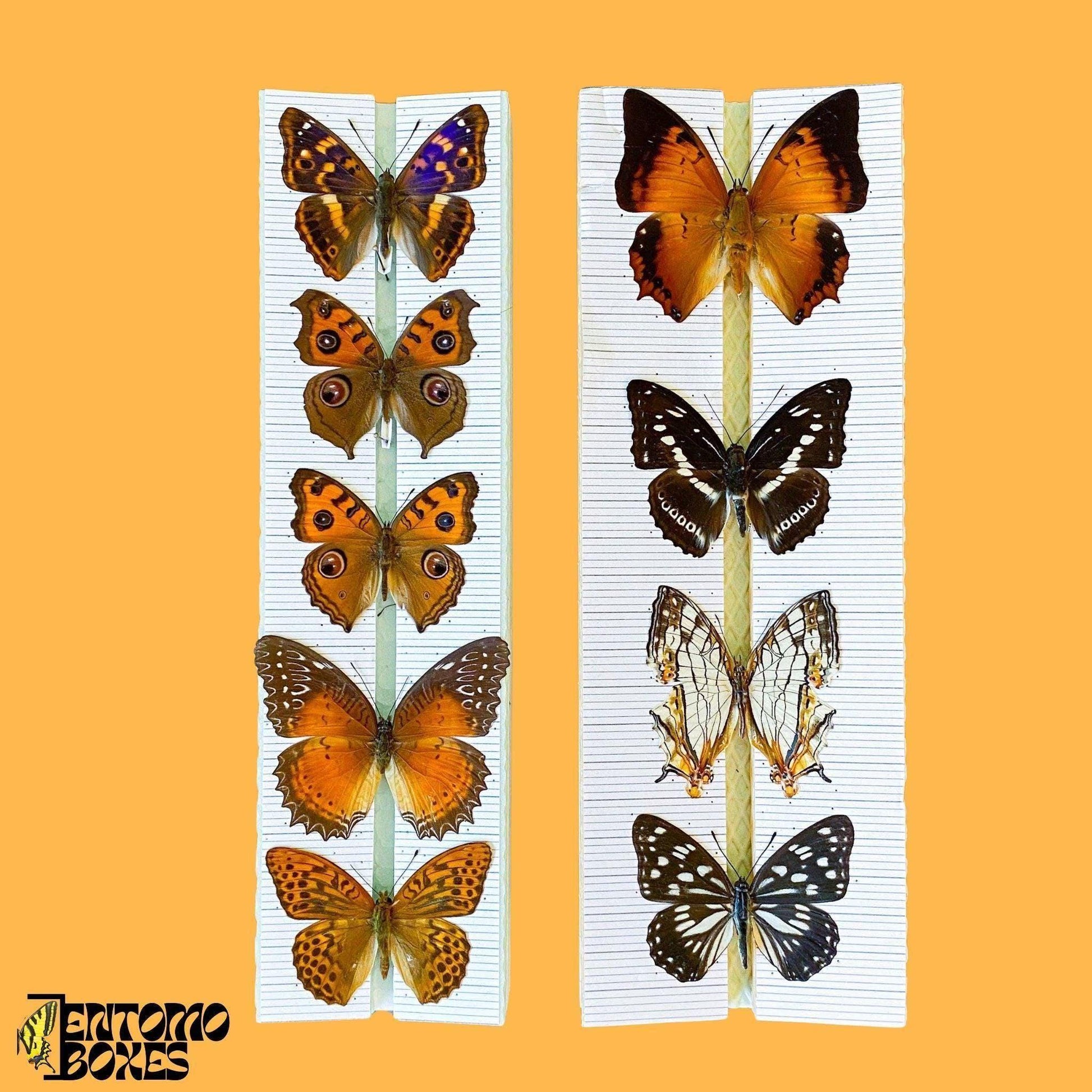 butterflies on pinning boards (etsy image id: 8039656483)